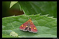 Pyrausta Aurata (muntvlinder)