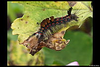 larva of an unknown butterfly