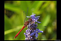 dragonfly (red) from above