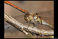 dragonflies mating, side close-up of head and tail