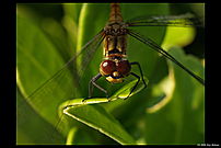 dragonfly front close-up of head