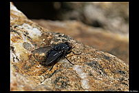 large black fly on a rock