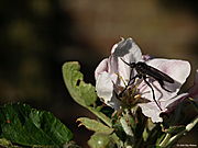 Unknown insect on the flower of an apple-tree