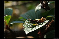 A brown grasshopper