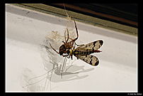 Scorpionfly eating (female)