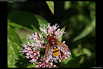 Volucella Zonaria (?) from above