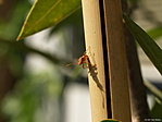 Insect on a bamboe stick