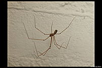 Pholcus Phalangioides on a wall