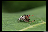 Salticus scenicus (jumpingspider) with prey