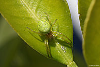 Unknown spider on a leaf