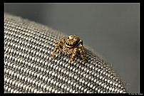 Jumpingspider on the back of a chair