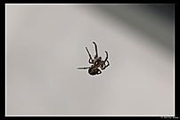 Uknown small spider