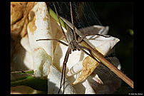 Pisaura Mirabilis (Kraamwebspin)