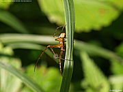 Unknown spider on grass