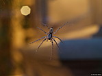 Unknown spider against window